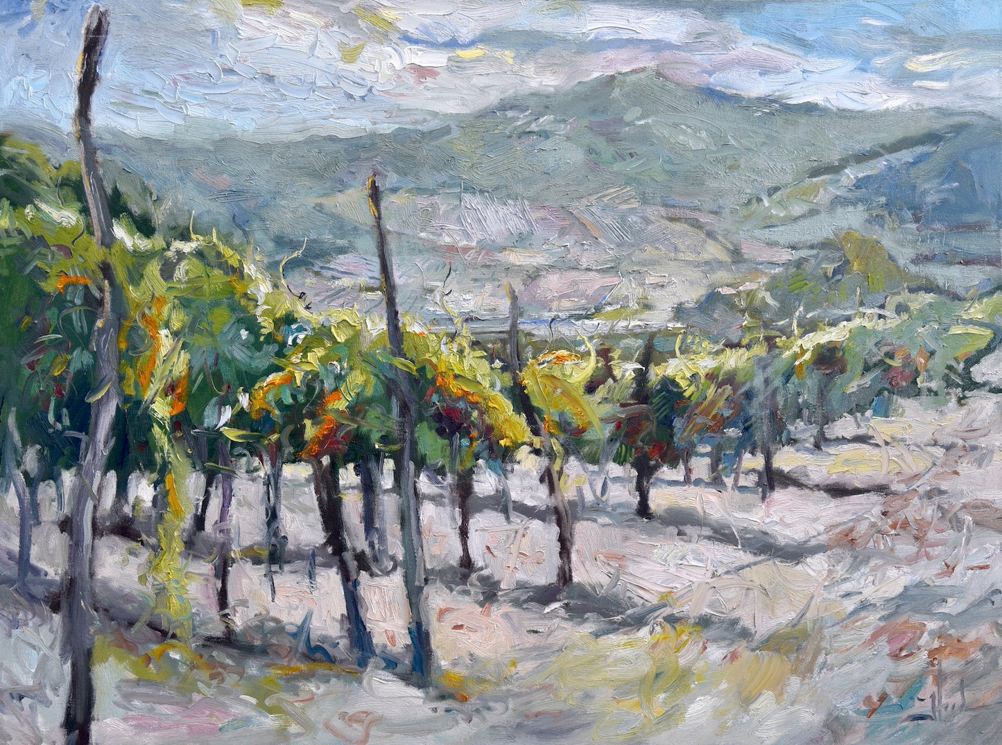 Chianti Rufina Vines Near Pontassieve (Prints)