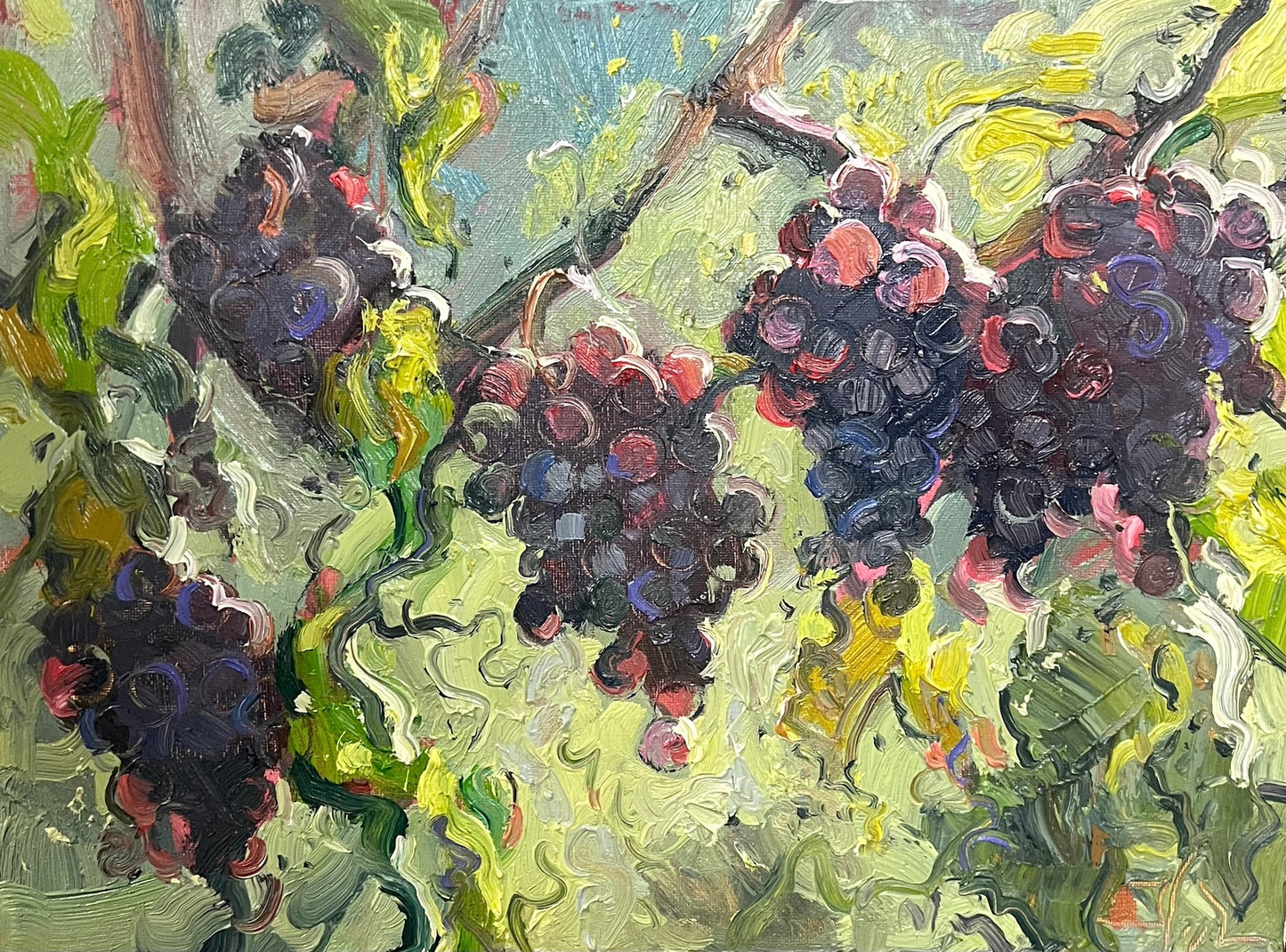 Italian Grapes