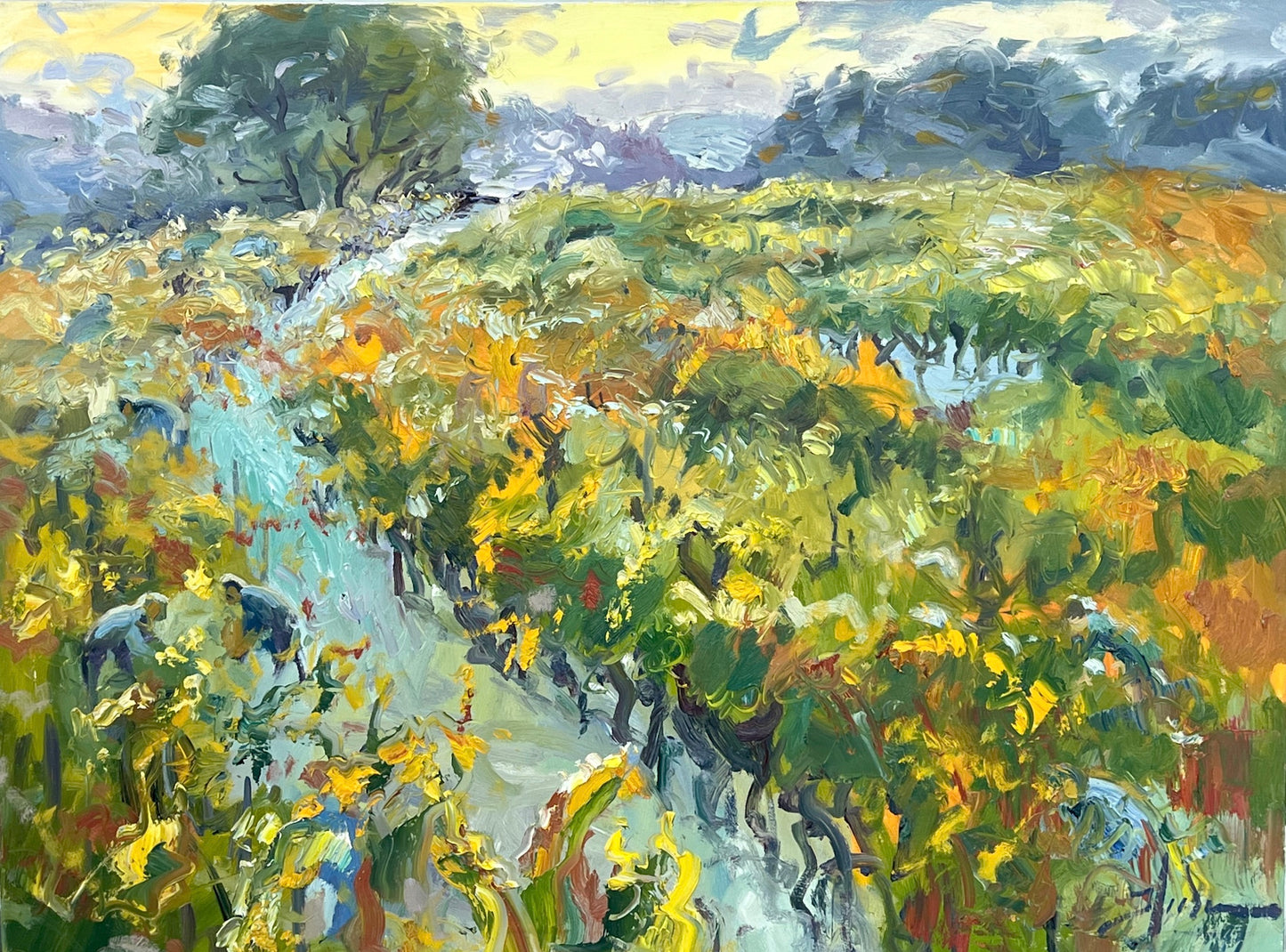Morning Harvest - Sonoma Valley