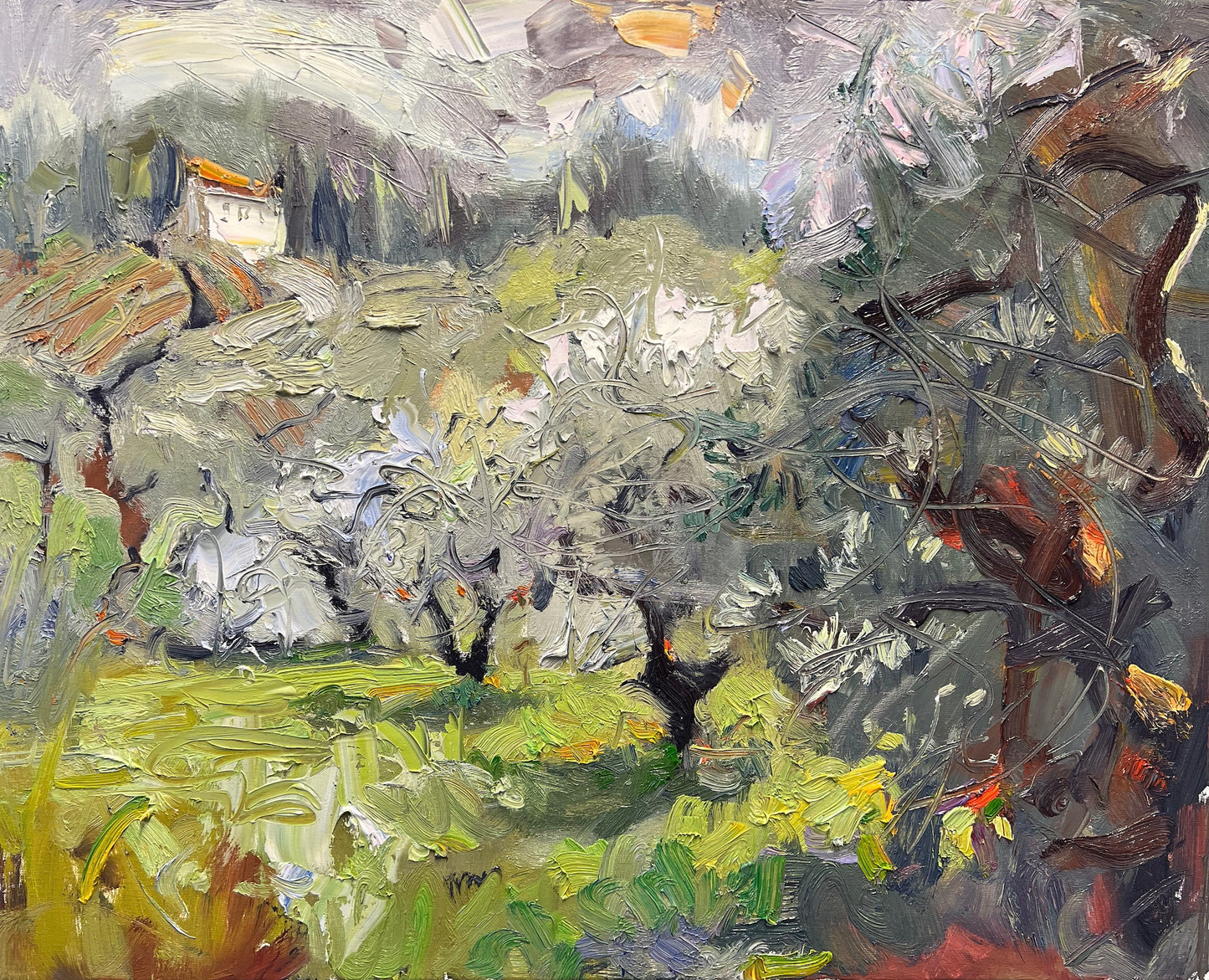 Olive Trees in Tuscany