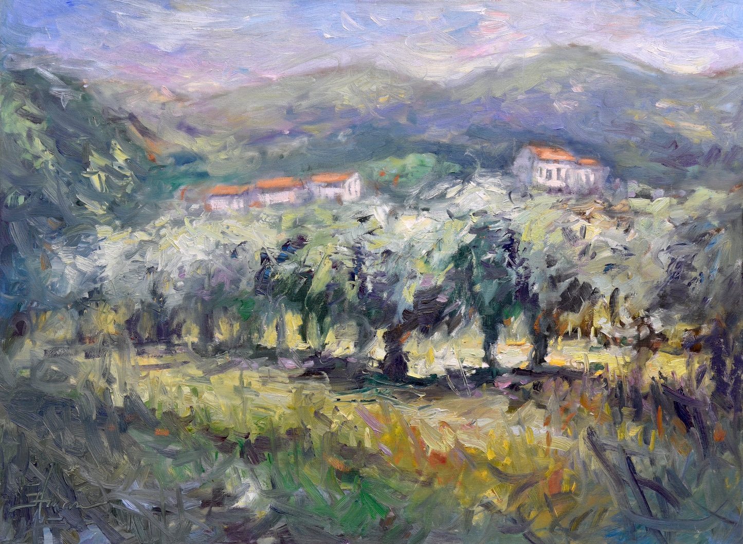 Olive Trees in Umbria, Italy
