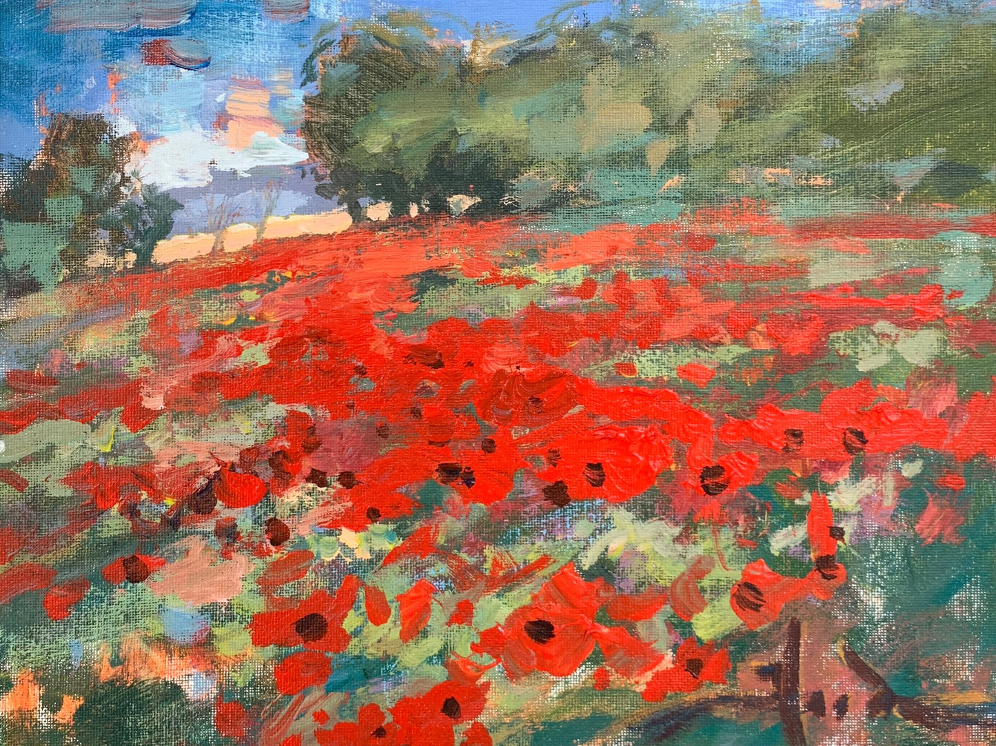 Poppies in Bloom