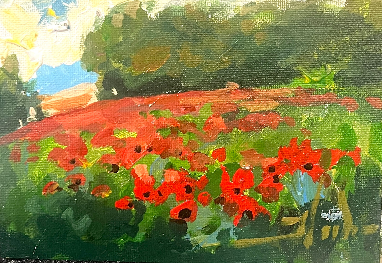 Red Poppies